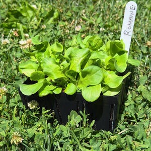 May include: A cluster of vibrant green Romaine lettuce seedlings growing in a black plastic starter tray. A white plant marker is inserted into the soil, with the word Romaine clearly handwritten in black ink on the top portion of the tag.