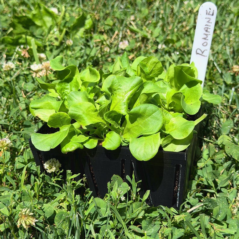 May include: A cluster of vibrant green Romaine lettuce seedlings growing in a black plastic starter tray. A white plant marker is inserted into the soil, with the word Romaine clearly handwritten in black ink on the top portion of the tag.