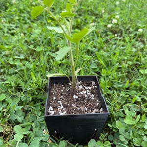 Reusable Seed Starting Kit with Root View: 6-Cell Tray and 6 PETG Pots image 8