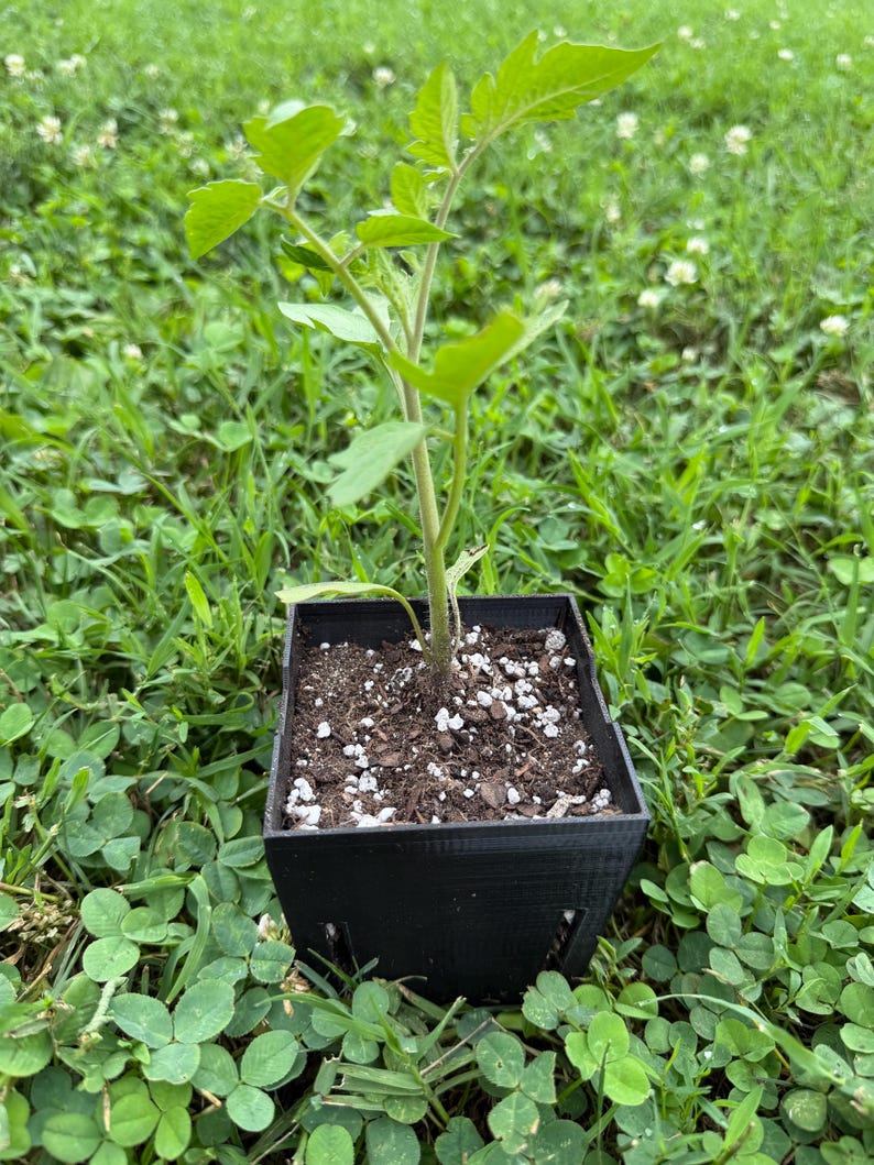 Reusable Seed Starting Kit with Root View: 6-Cell Tray and 6 PETG Pots image 8