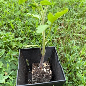 May include: A young tomato plant with bright green leaves and a fuzzy, dark-toned stem growing out of a square black plastic nursery pot filled with dark potting soil and visible white perlite particles, showing a dense root ball structure.