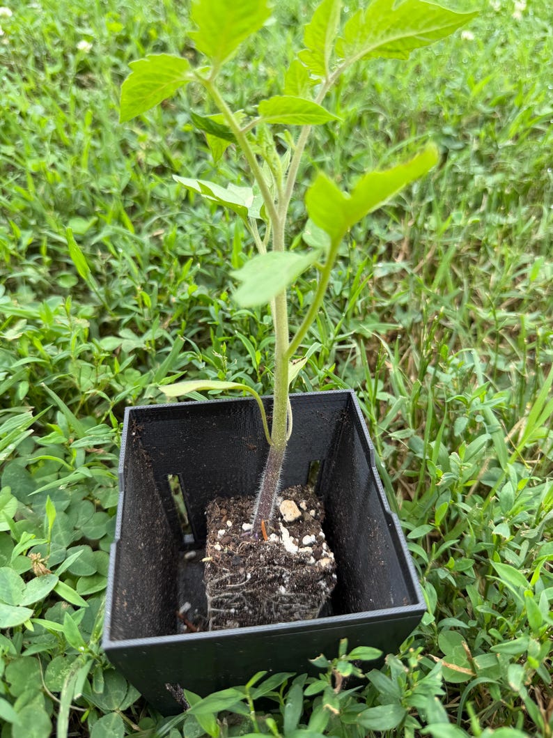 May include: A young tomato plant with bright green leaves and a fuzzy, dark-toned stem growing out of a square black plastic nursery pot filled with dark potting soil and visible white perlite particles, showing a dense root ball structure.