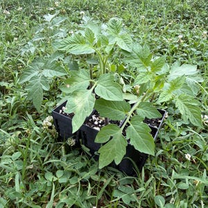 May include: A young tomato plant with vibrant green, serrated leaves growing in a black plastic nursery cell tray. The plant features multiple stems and distinct, textured foliage, with dark soil visible within the individual planting compartments.