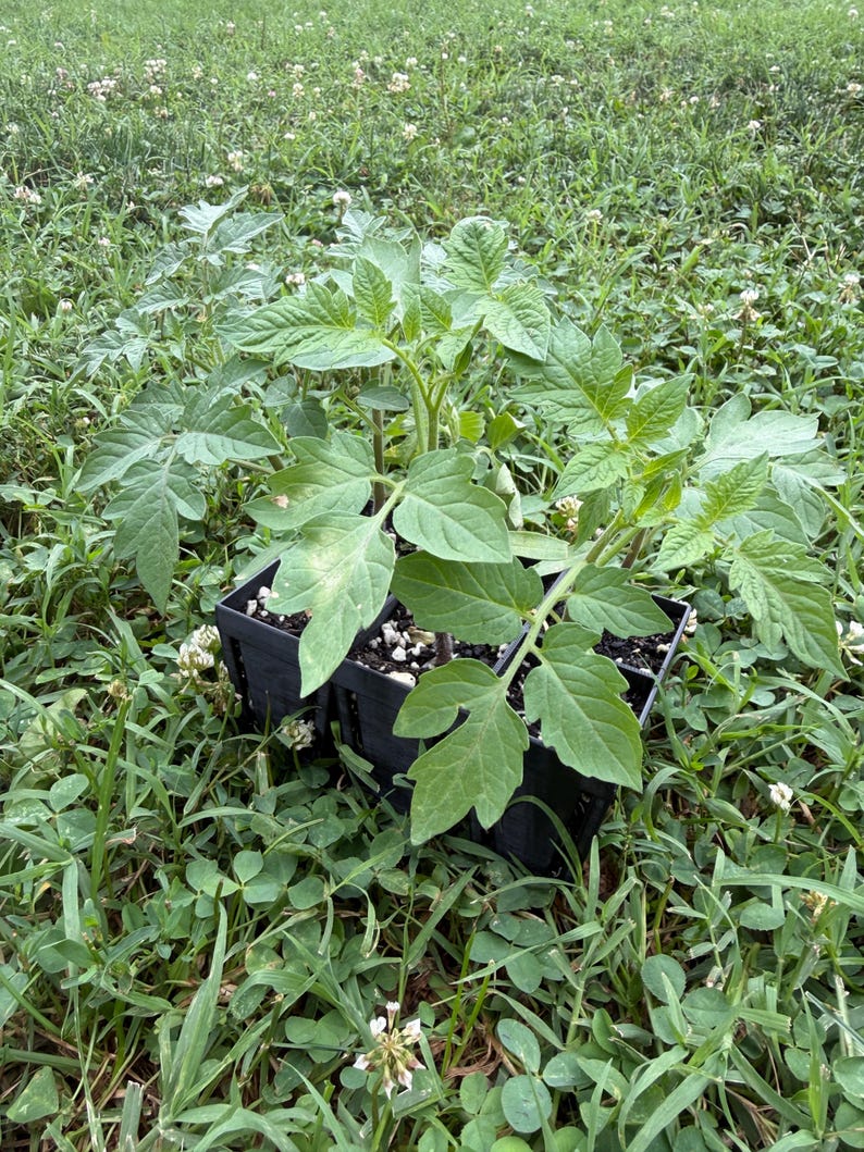 May include: A young tomato plant with vibrant green, serrated leaves growing in a black plastic nursery cell tray. The plant features multiple stems and distinct, textured foliage, with dark soil visible within the individual planting compartments.