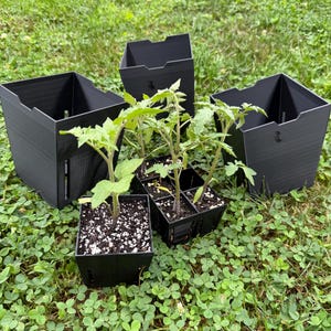 5.5-Inch Reusable PETG Nursery Pots with Drainage, 3-Pack 画像 5