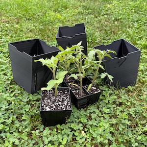 5.5-Inch Reusable PETG Nursery Pots with Drainage, 3-Pack 画像 6