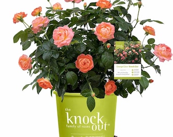 Perfect Plants Orange Glow Knock Out® Rosenbusch 1 Gallone | Rosen | Blühender Strauch