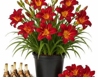 3 Red Daylily Bulbs for Planting(3 Roots)