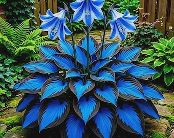6 pak gemengde hartvormige hosta-planten met blote wortel
