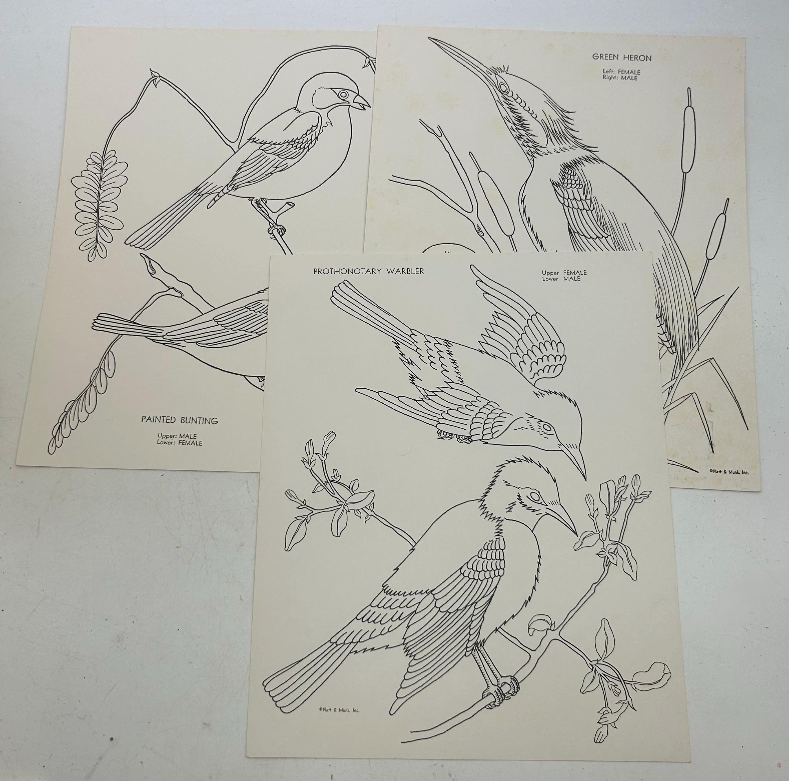 Vintage Children's Birds to Color Set - Platt & Munk, 1951 Book, 21 ...