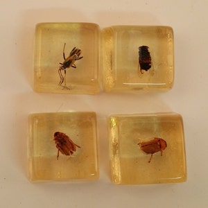 Puede incluir: Cuatro bloques cuadrados de resina, cada uno con un insecto diferente. Los insectos, en tonos marrones y negros, están incrustados en bloques de resina de color ámbar. Los bloques están dispuestos en una cuadrícula de dos por dos.