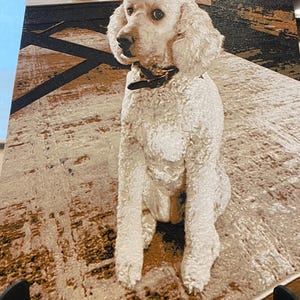 K&ouml;nnte beinhalten: Ein rechteckiger Leinwanddruck, der einen wei&szlig;en Pudel mit lockigem Fell und einem dunklen Halsband zeigt. Der Hund sitzt auf einem strukturierten, hellen Teppich mit braunen und schwarzen geometrischen Mustern. Das Bild hat eine k&uuml;nstlerische Textur.