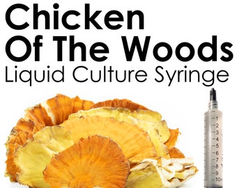 CHICKEN of the WOODS Mushroom Liquid Culture Syringe Laetiporus sulphureus Inoculation Mycelium Starter Culture