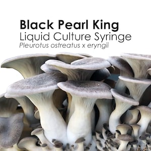 BLACK PEARL OYSTER Liquid Culture Mushroom Syringe Pleurotus Ostreatus x Eryngii Inoculation Mycelium Starter Culture