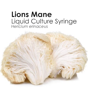 LION'S MANE Mushroom Liquid Culture Syringe Hericium Erinaceus Inoculation Mycelium Starter Culture