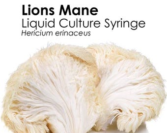 LION'S MANE Mushroom Liquid Culture Syringe Hericium Erinaceus Inoculation Mycelium Starter Culture