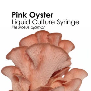 PINK OYSTER Liquid Culture Mushroom Syringe Pleurotus Djamor Inoculation Mycelium Starter Culture