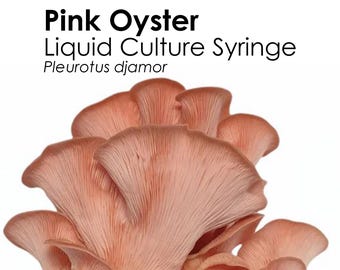 PINK OYSTER Flüssigkultur Pilzspritze Pleurotus Djamor Impfung Myzel Starterkultur