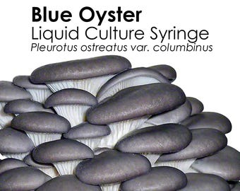 BLUE OYSTER Flüssigkultur Pilzspritze Pleurotus Ostreatus var Columbinus Inokulation Myzel Starterkultur