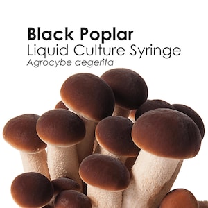 BLACK POPLAR Flüssigkultur Pilzspritze Agrocybe Aegerita Beimpfung Myzel Starterkultur
