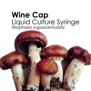 WINE CAP Liquid Culture Mushroom Syringe Stropharia Rugosoannulata Inoculation Mycelium Starter Culture