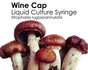 WINE CAP Płynna kultura Strzykawka grzyba Stropharia Rugosoannulata Szczepienie Grzybnia Startowa kultura