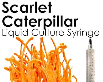 SCARLET CATERPILLAR Cultivo líquido Jeringa de hongo Cordyceps militaris Inoculación Cultivo iniciador de micelio