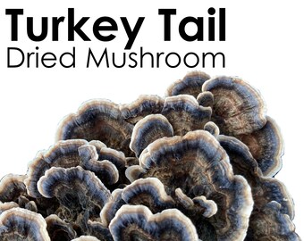 TURKEY TAIL Dried Mushroom Trametes Versicolor Organic Wild Harvested Hand Picked