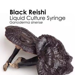 BLACK REISHI Liquid Culture Mushroom Syringe Ganoderma Sinense Inoculation Mycelium Starter Culture