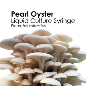 PEARL OYSTER Liquid Culture Mushroom Syringe Pleurotus Ostreatus Inoculation Mycelium Starter Culture