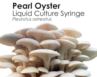 PEARL OYSTER Flüssigkultur Pilzspritze Pleurotus Ostreatus Beimpfung Myzel Starterkultur