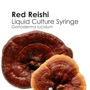 RED REISHI Liquid Culture Mushroom Syringe Ganoderma Lucidum Inoculation Mycelium Starter Culture