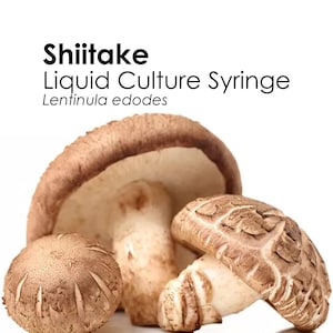 SHIITAKE Liquid Culture Mushroom Syringe Lentinula Edodes Inoculation Mycelium Starter Culture