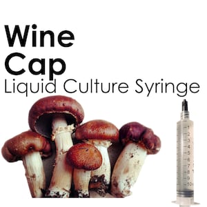 WINE CAP Liquid Culture Mushroom Syringe Stropharia Rugosoannulata