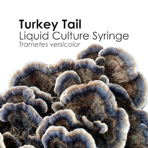 TURKEY TAIL Liquid Culture Mushroom Syringe Trametes Versicolor Inoculation Mycology Starter Culture