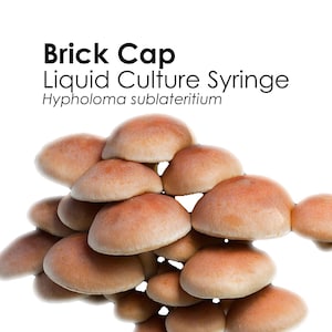 BRICK CAP Liquid Culture Mushroom Syringe Hypholoma Sublateritium Inoculation Mycelium Starter Culture