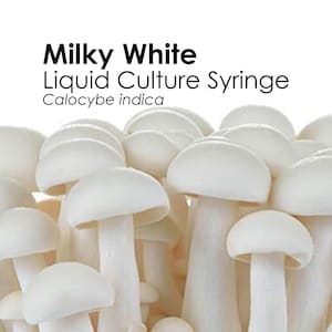 MILKY WHITE Liquid Culture Mushroom Syringe Calocybe Indica Inoculation Mycelium Starter Culture