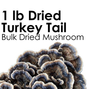 TURKEY TAIL Dried Mushroom Trametes Versicolor Organic Wild Harvested Hand Picked 1  pound 454 gram