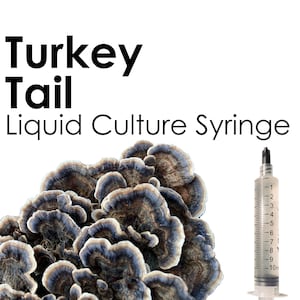 TURKEY TAIL Liquid Culture Mushroom Syringe Trametes Versicolor Inoculation Mycology Starter Culture