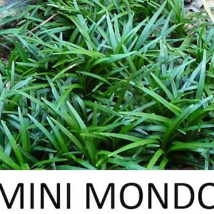 May include: A dense cluster of dark green, grass-like foliage with thin, pointed leaves. The plants are low-growing and form a thick, uniform ground cover. Below the greenery, the text MINI MONDO is printed in bold, black, capital letters.