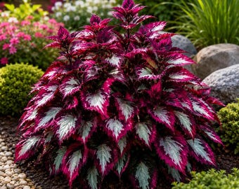 ホスタの球根｜日陰の庭に植える多年生球根
