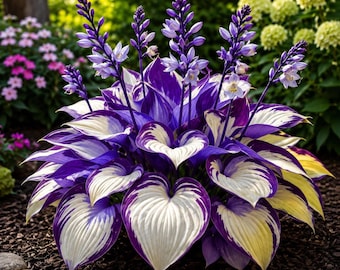 Bulbos de Hosta / Bulbos perennes para jardines de sombra, ideales para plantar