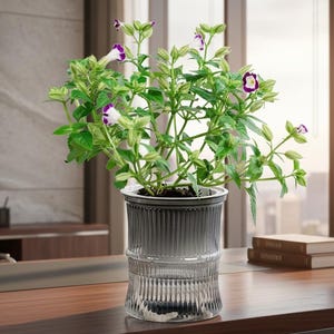 May include: A potted plant with green leaves and small purple and white flowers sits in a clear, vertically ribbed glass planter. The plant features multiple stems and buds, housed within a cylindrical container that has a distinct textured pattern.
