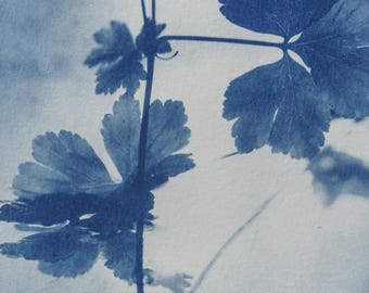 Handmade cyanotype | Indigo print | Art | Sun print | Wall decor | Unique wall art | Leaves