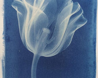Handmade cyanotype | Indigo print | Art | Sun print | Wall decor | Unique wall art | X-ray flower
