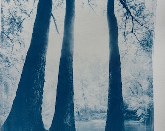 Handmade cyanotype | Indigo print | Art | Sun print | Wall decor | Unique wall art | Forest