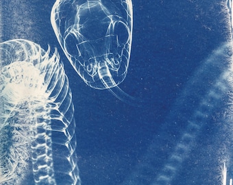 Handmade cyanotype | Indigo print | Art | Sun print | Wall decor | Unique wall art | X-ray snake