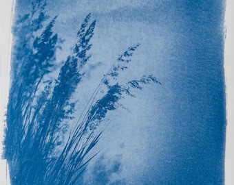Handmade cyanotype | Indigo print | Art | Sun print | Wall decor | Unique wall art | Grasses