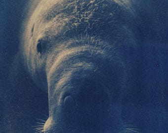 Handmade cyanotype | Indigo print | Art | Sun print | Wall decor | Unique wall art | Dugong