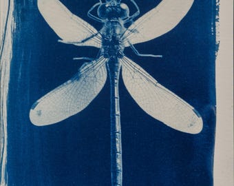 Handmade cyanotype | Indigo print | Art | Sun print | Wall decor | Unique wall art | Dragonfly